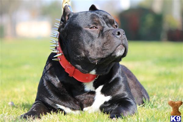 Stud Dogs in CA